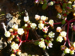 Crassula dodii