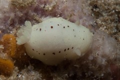Cadlina sp-b