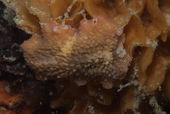 Thysanozoon brocchii