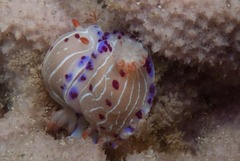 Hypselodoris capensis