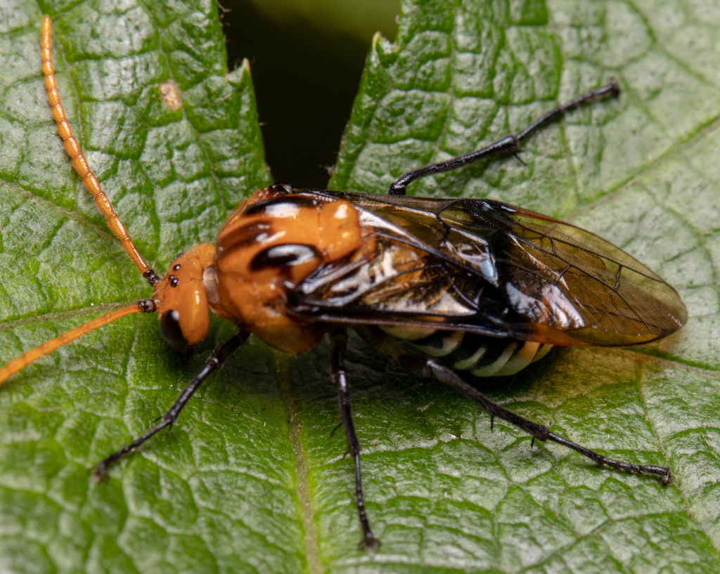Bramble Sawfly