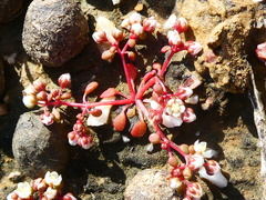 Crassula dodii