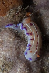 Hypselodoris capensis