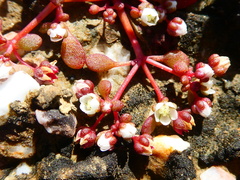 Crassula dodii