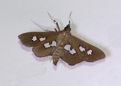 Omiodes odontosticta