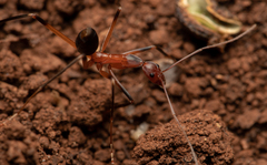 Leptomyrmex cnemidatus