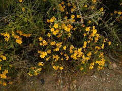 Menodora robusta