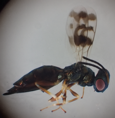 Plutothrix trifasciata