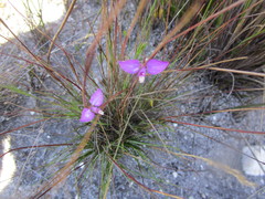 Polygala refracta