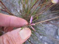 Polygala refracta
