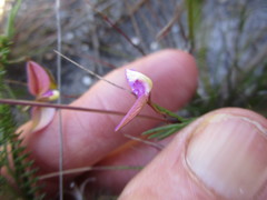 Polygala refracta