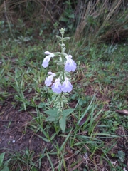 Salvia pallida