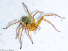 Cebrennus castaneitarsis