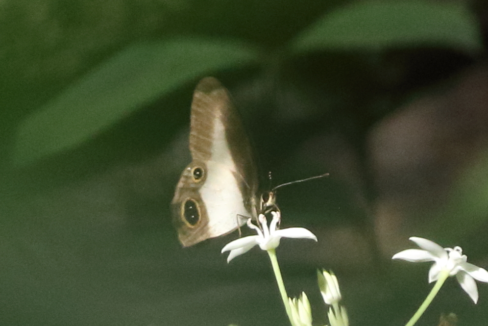Pied Ringlet