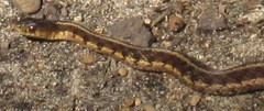 Thamnophis sirtalis semifasciatus