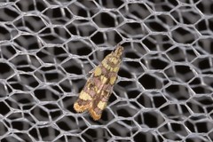 Tisobarica habromorpha