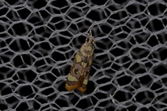 Tisobarica habromorpha