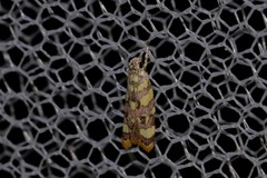 Tisobarica habromorpha