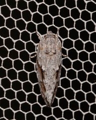 Agriophara confertella