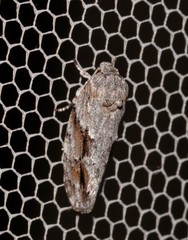 Agriophara confertella