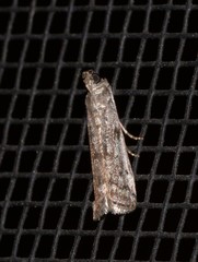 Cryptoblabes hemigypsa