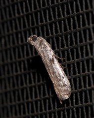 Cryptoblabes hemigypsa