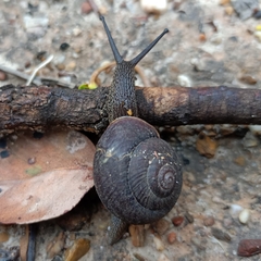 Pommerhelix mastersi