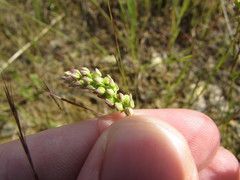 Polygala nuttallii