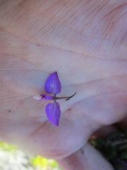 Polygala refracta