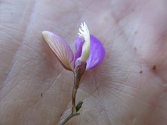 Polygala refracta