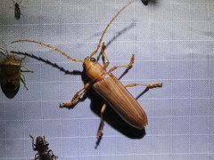 Atylostagma politum