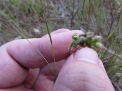 Polygala nuttallii