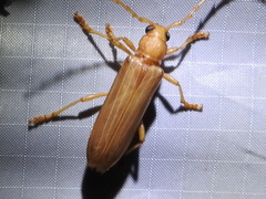 Atylostagma politum