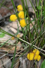 Alatae
