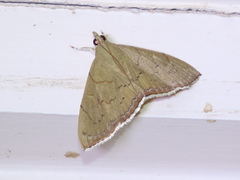 Hyalobathra crenulata