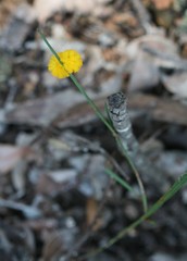 Alatae
