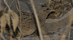 Nothoprocta pentlandii
