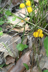 Alatae