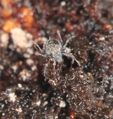 Damaeus onustus