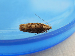 Ardozyga sodalisella