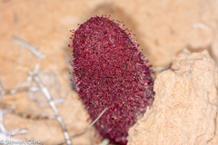 Cynomorium coccineum