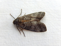 Corula geometroides
