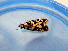 Eudonia aphrodes