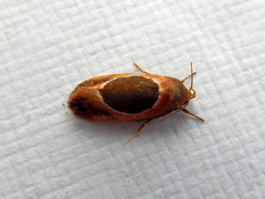 Hoplomorpha abalienella