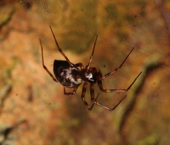 Lepthyphantes minutus