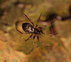 Lepthyphantes minutus