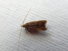 Lecithocera imprudens