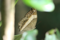 Yoma algina