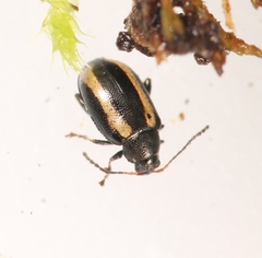 Phyllotreta undulata