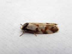 Palimmeces variegata